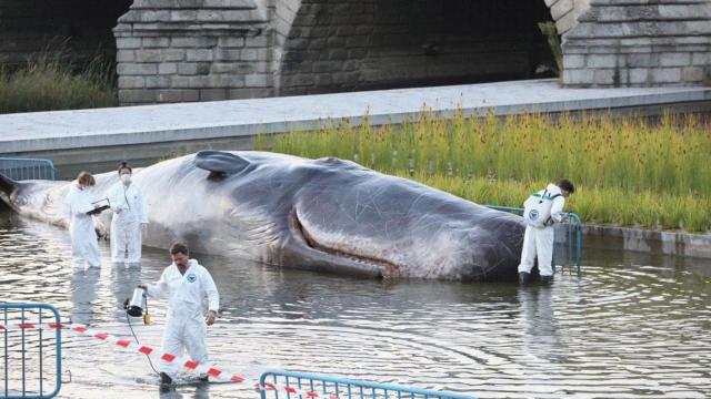 Tenemos derecho a ser lo que queramos: este cachalote quería ser un salmón