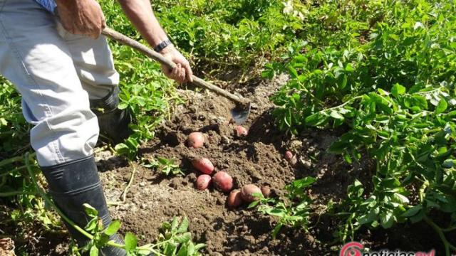 mesa-trabajo-patata-asaja-salamanca-campo-agricultura-huerto