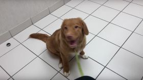 Un cachorro se agarra un colocón con la metanfetamina olvidada en un motel