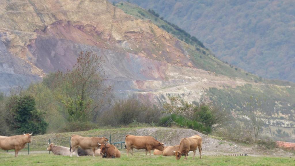 Vacas pastando en la antigua mina de oro