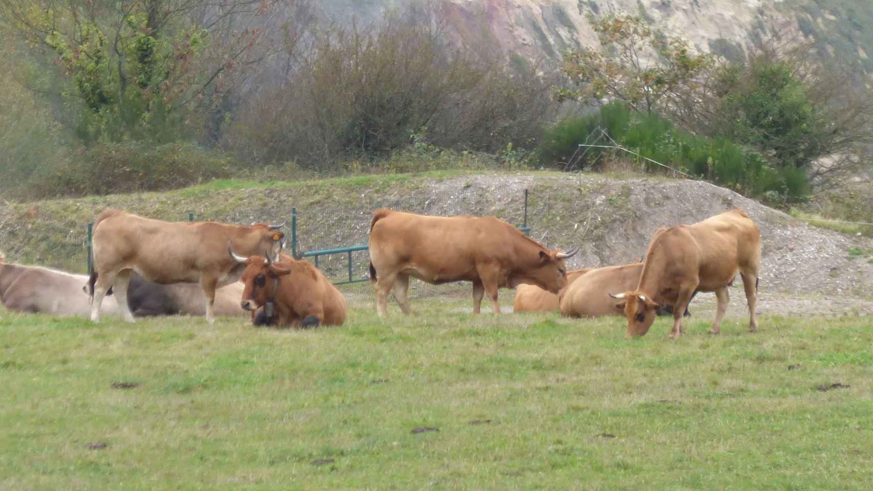 Vacas pastando en la antigua mina de oro