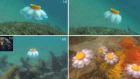 medusa robot corales