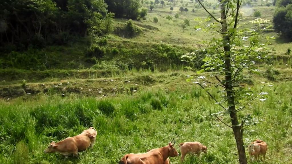 Ganado en una de las escombreras contaminadas por arsénico