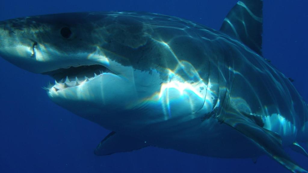 Un tiburón deambula por el fondo marino.