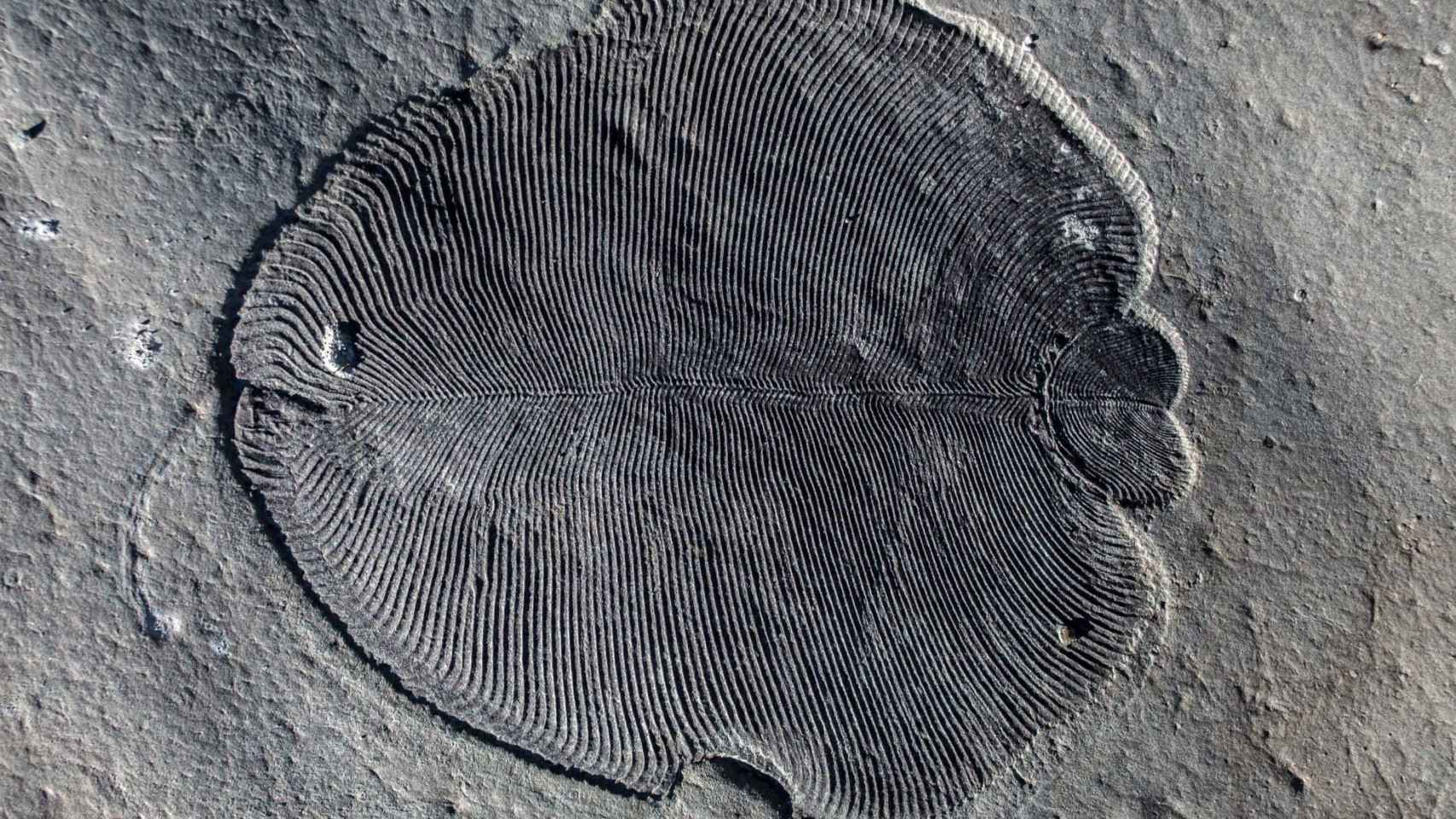 Fósil de Dickinsonia.