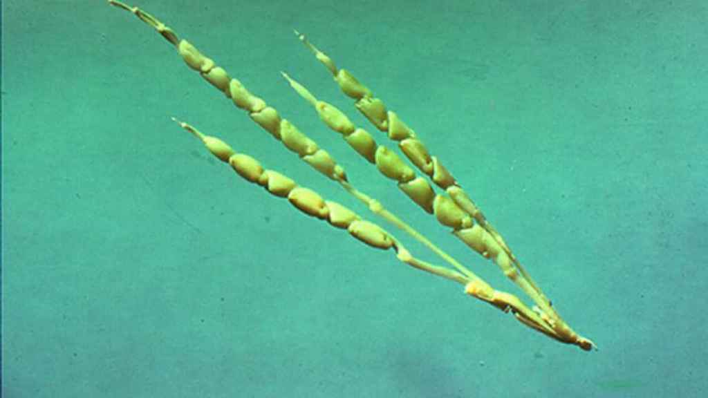 Reproducción de laboratorio del maíz