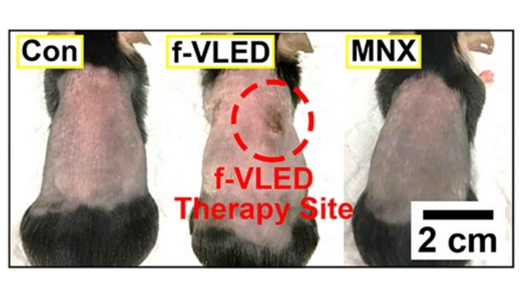 Efectos del tratamiento sobre un ratón calvo (en el centro) con respecto a uno de control (drcha).