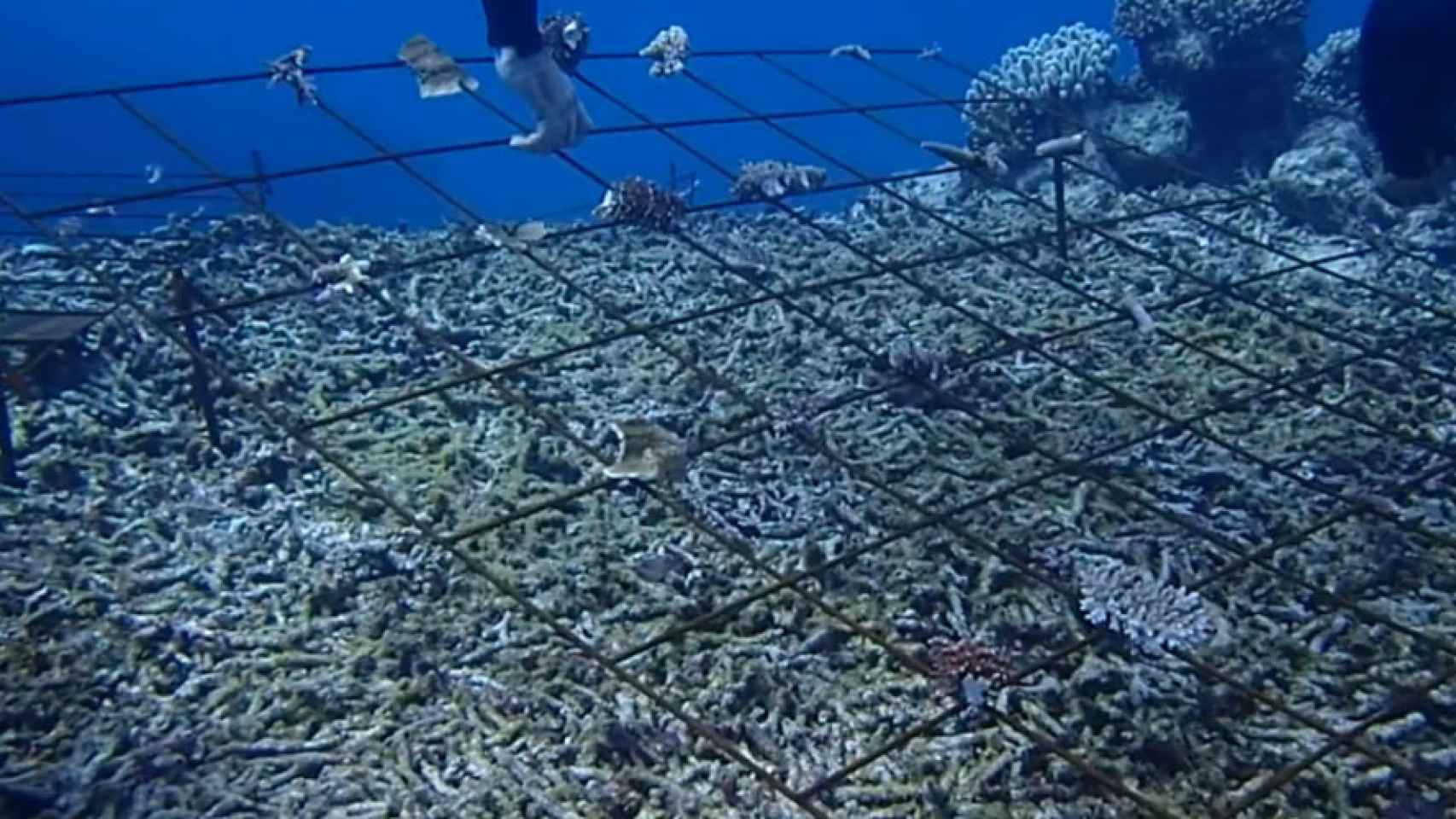 biorock impulsos electricos arrecifes de coral