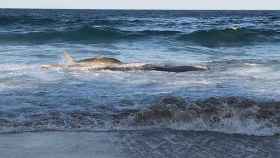 Un tiburón tigre se la juega para comerse a una ballena varada