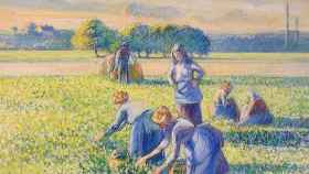 El cuadro del maestro impresionista Camille Pissarro ‘La cosecha de guisantes’ (1887).