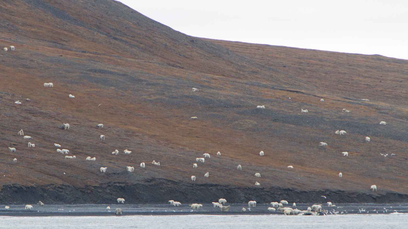 Las laderas de la isla de Wrangel cubiertas de osos polares.