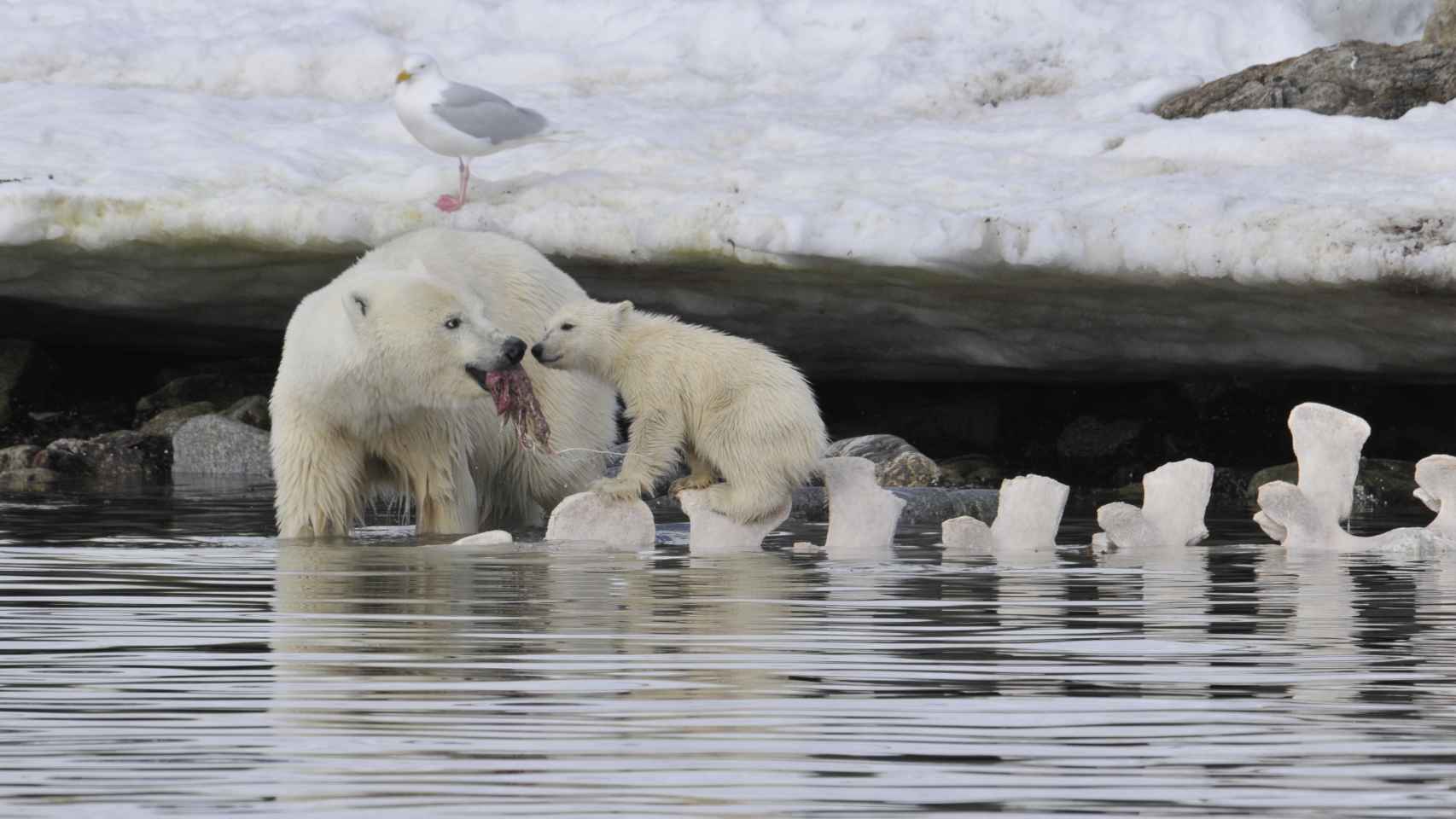 Una madre osa polar alimenta a su cría sobre las vértebras de una ballena muerta un año antes.