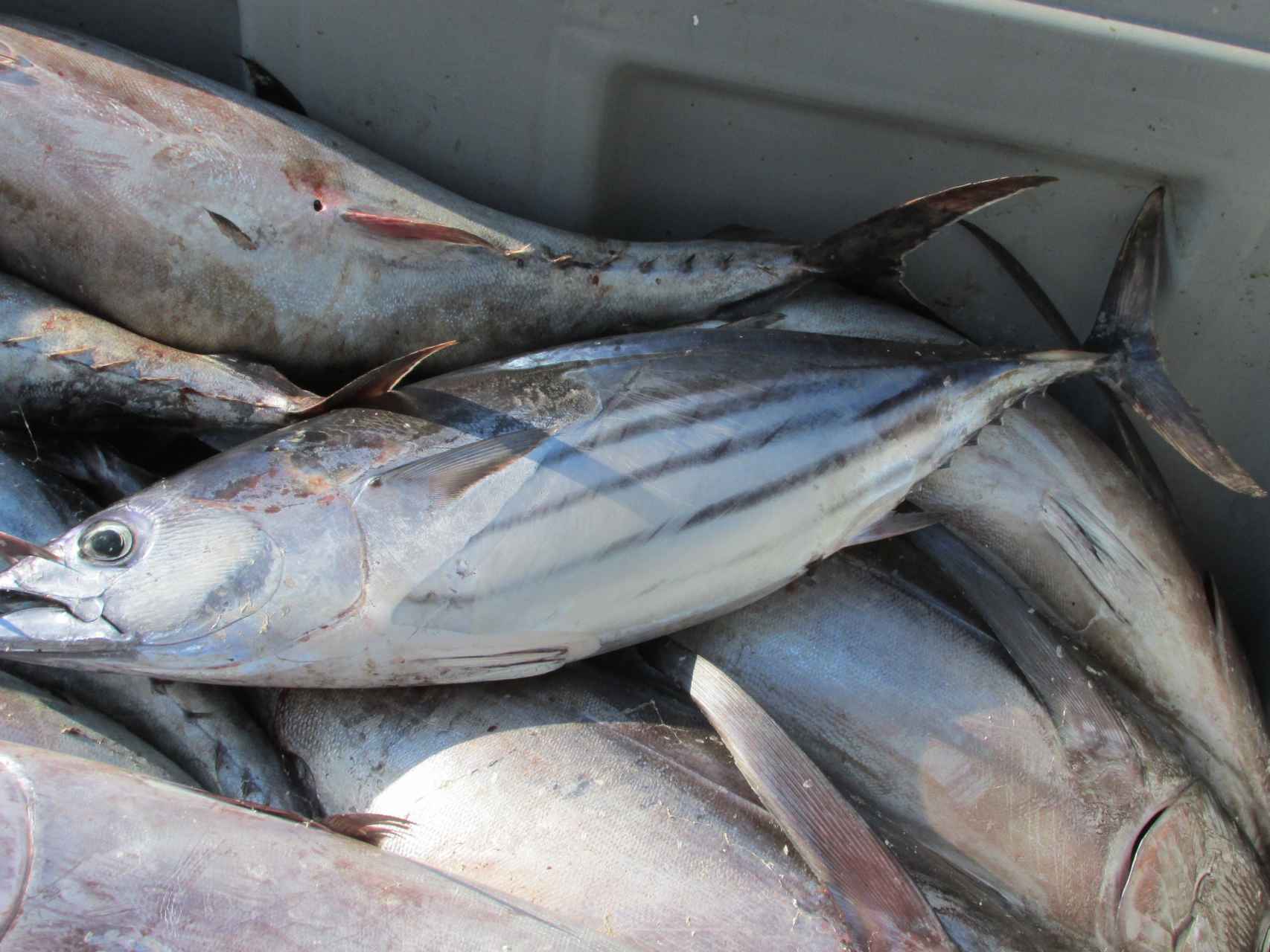Estos son algunos pescados servidos con etiquetado fraudulento
