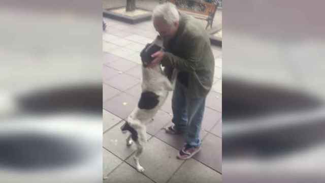 El emotivo reencuentro de un perro con su dueño tras tres años perdido