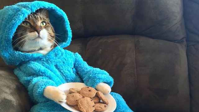 Una embajada americana se disculpa por enviar la foto de un gatito en pijama