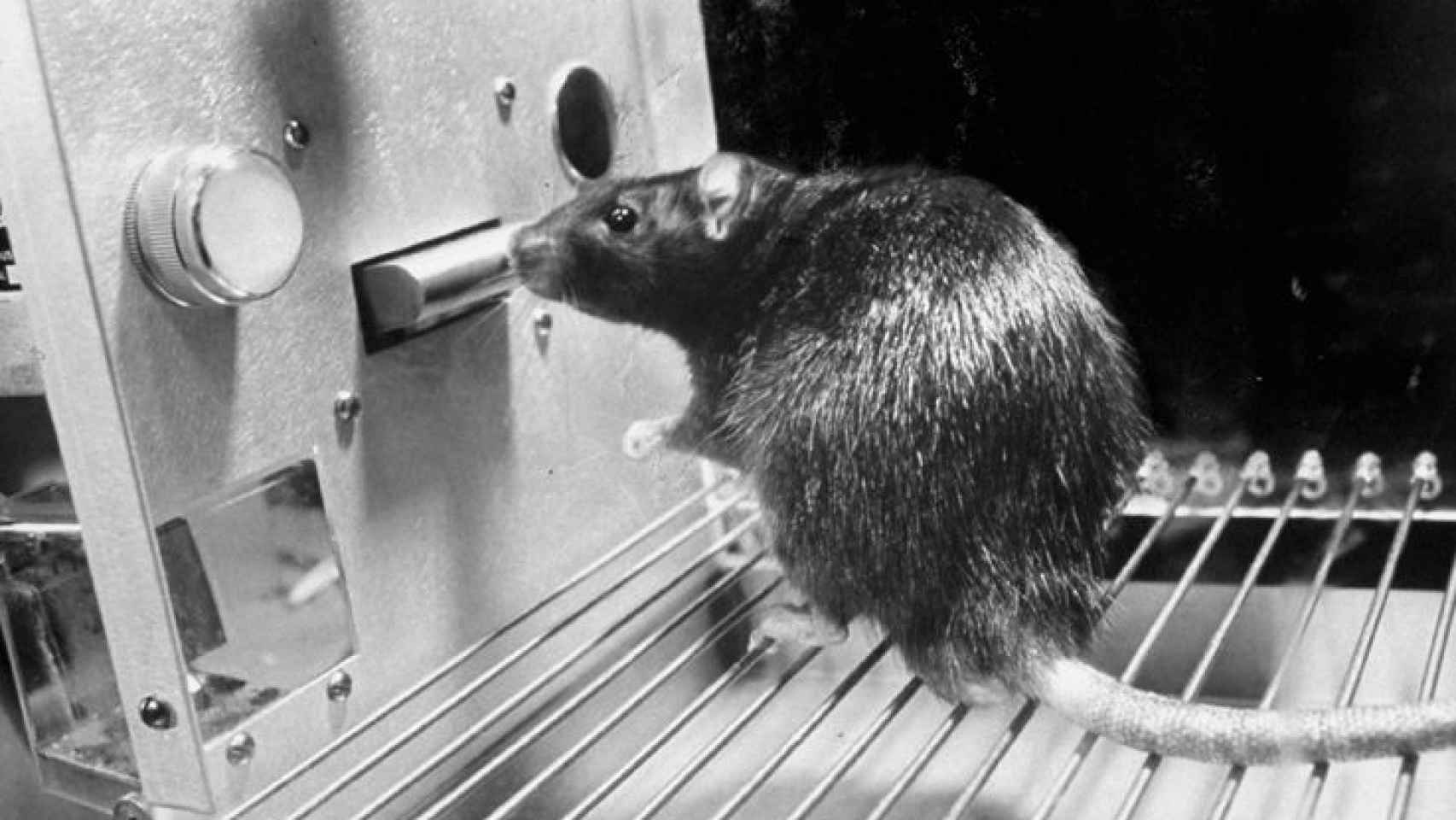 Una rata en una caja de Skinner