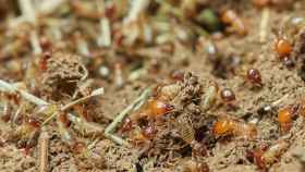 Las termitas lo demuestras: la reproducción es posible sin machos