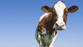 Feministas contra la leche: Apoyaremos a todas las mujeres, incluso las vacas