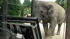 La elefanta Athai realiza operaciones matemáticas con la trompa y una pantalla táctil.
