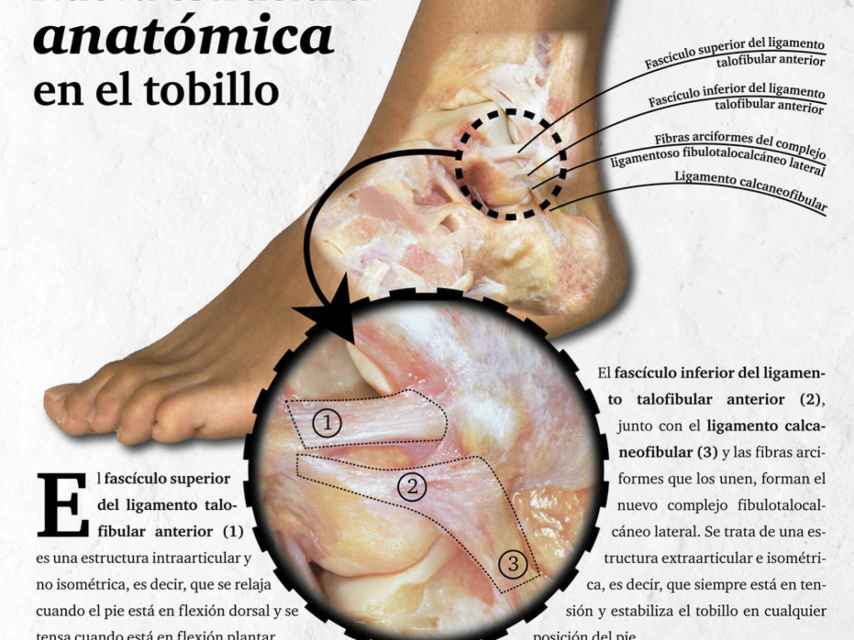 Nueva Estructura Anatómica en el tobillo.