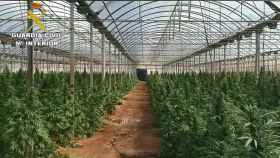 Plantación de marihuana intervenida por la Guardia Civil.