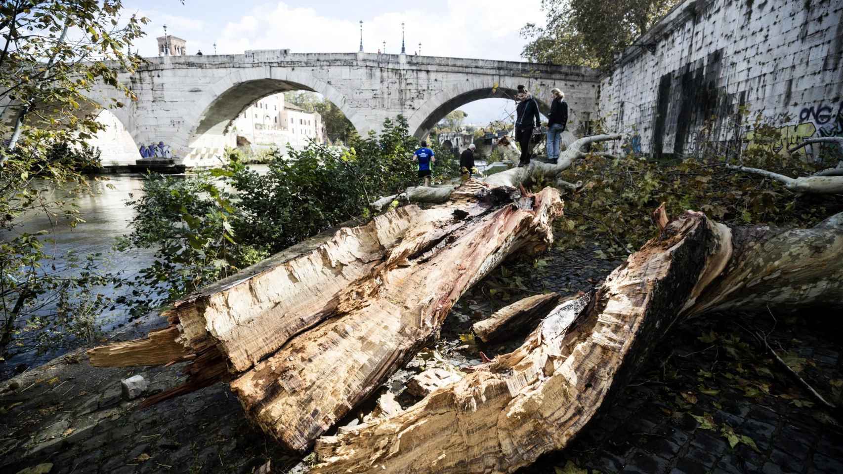 Árboles caídos a causa del temporal. En la imagen, junto al Tíber, en Roma.