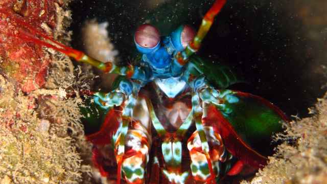La langosta mantis es el insecto con el puño más potente del mundo.