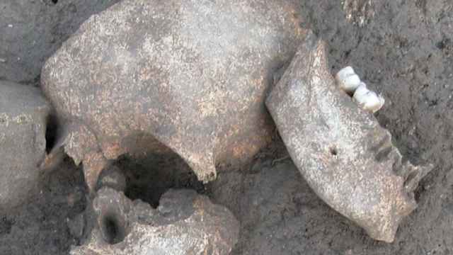 Uno de los cráneos hallados en Le Cailar que refrenda la tesis de que los galos embalsamaban las cabezas de sus enemigos. Foto: Handout.