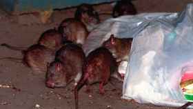 El contagio pudo producirse por excrementos de ratas urbanas.