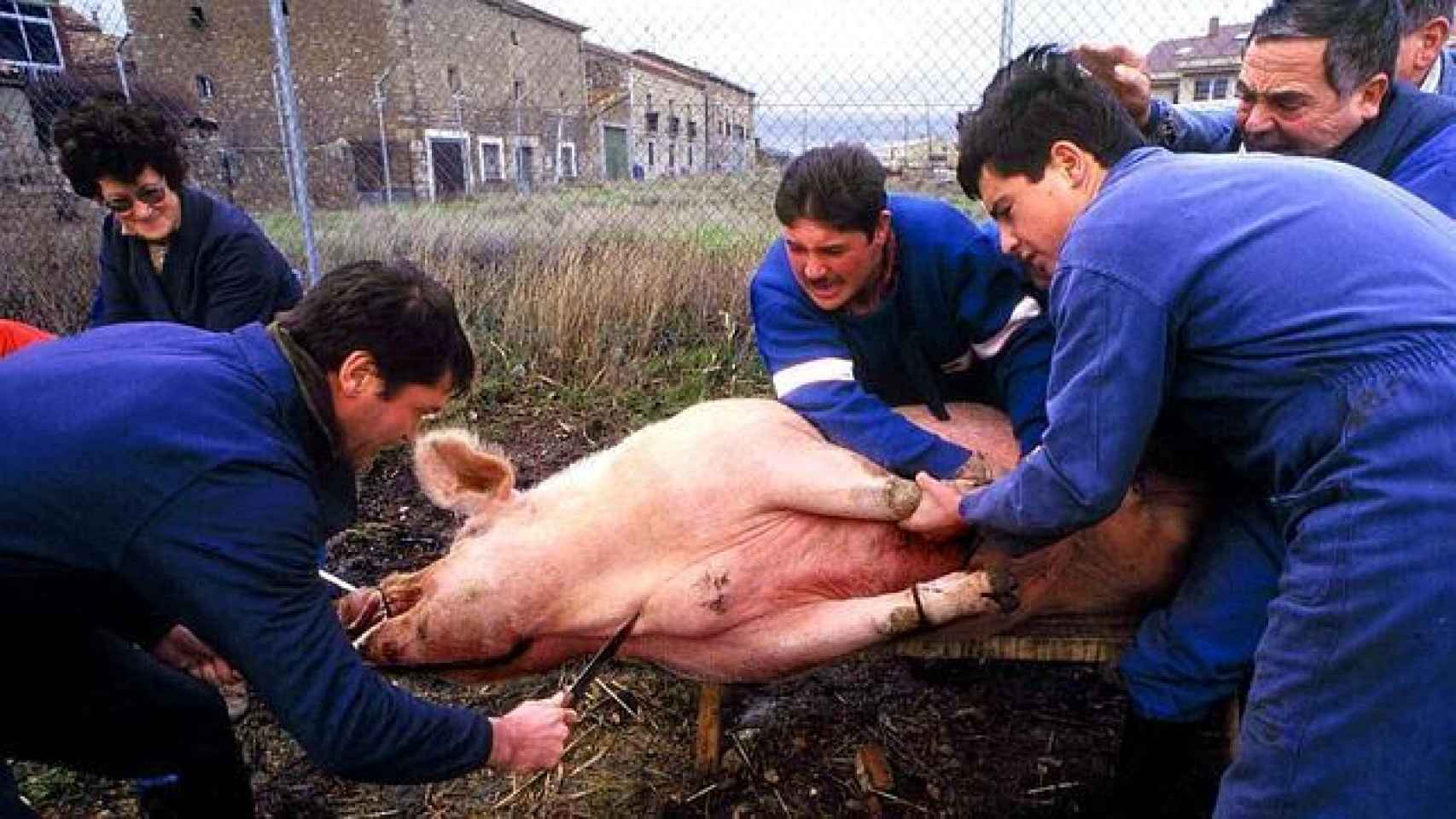 Varios hombres sujetan a un cerdo mientras otro está a punto pinchar al animal para matarlo y extraerle la sangre.
