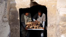 Los arqueólogos extraen las momias de los gatos en el complejo funerario de Saqqara.