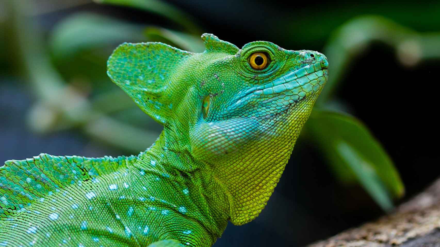 Los investigadores de Stanford imitan el sistema auditivo de los reptiles.