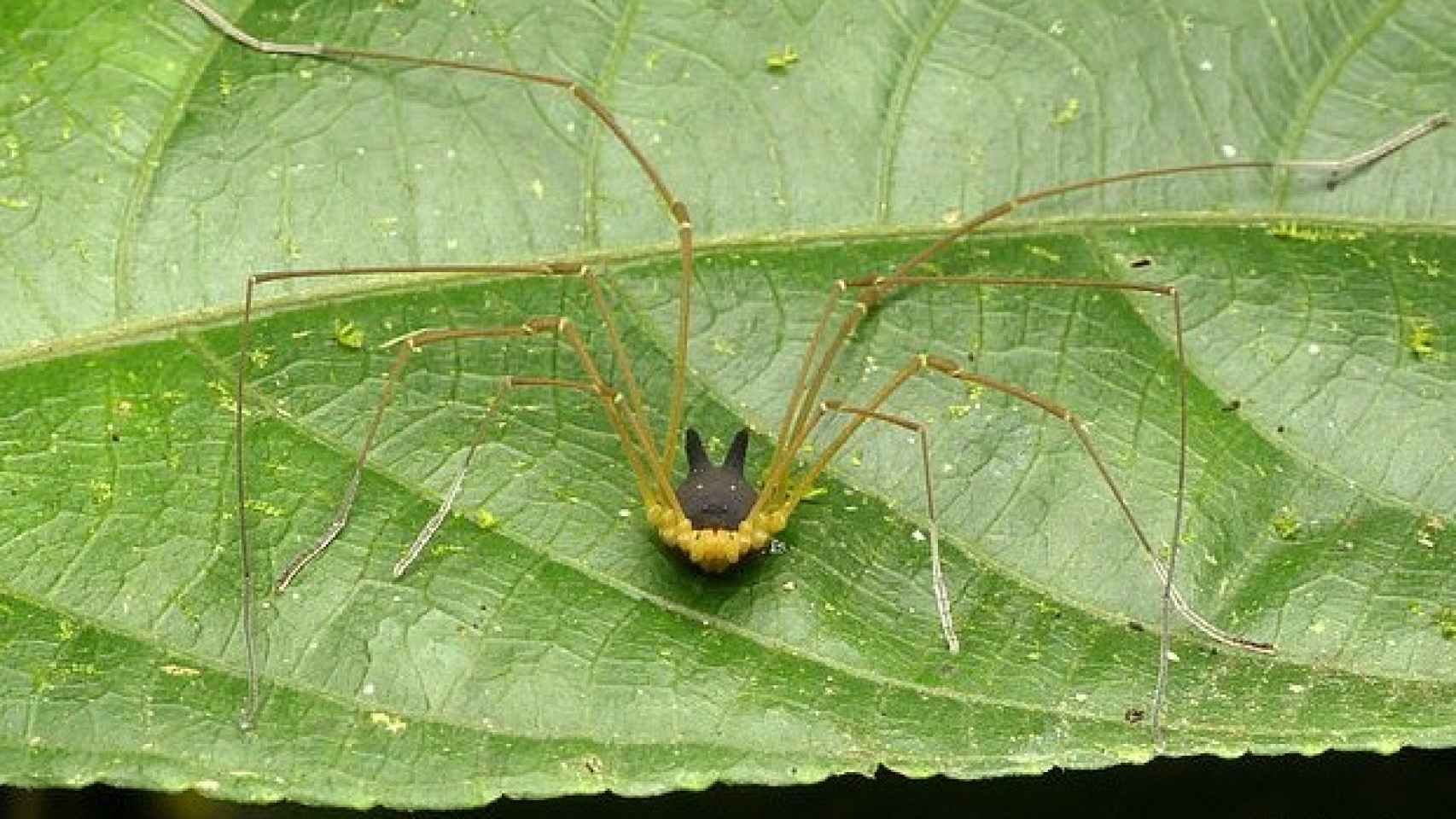 Las arañas más monas del mundo