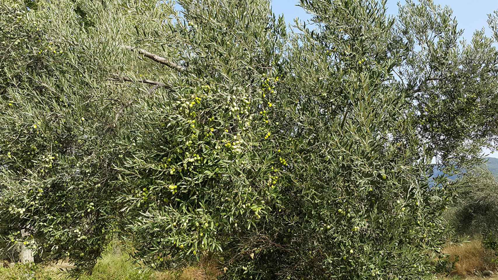 Aceitunas ‘señuelo’ electrónicas para evitar los robos en los olivos