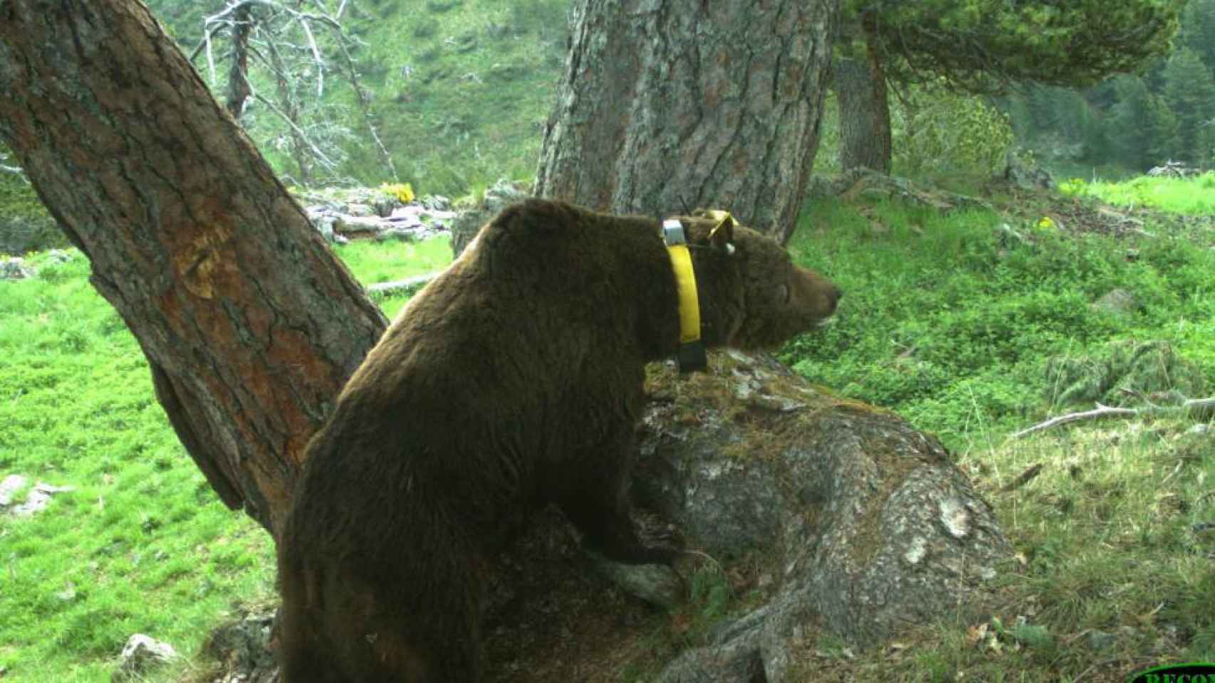Goiat, el oso esloveno que aterroriza el Pirineo, con su característico collar de seguimiento