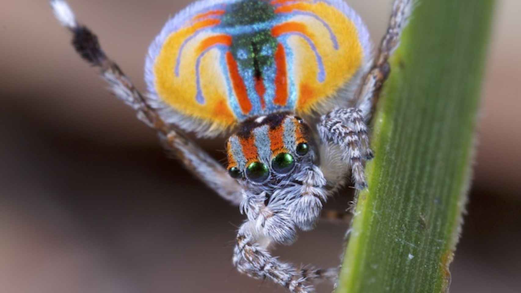 Araña pavo real macho.