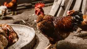 Carrefour usa blockchain para saber si el pollo es campero