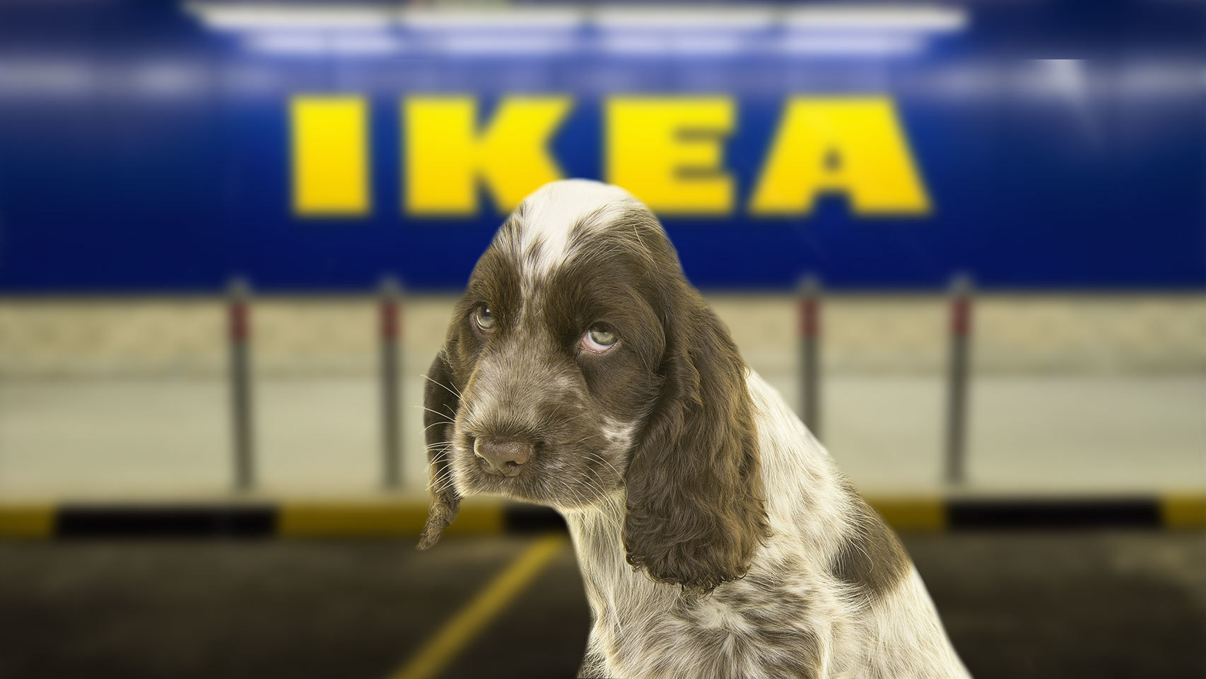 IKEA acogerá perros en invierno para que no pasen frío