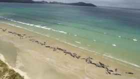 Las 145 ballenas que han aparecido varadas en Steward Island.