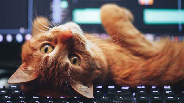 Un japonés crea la solución para que el gato no se te duerma en el teclado