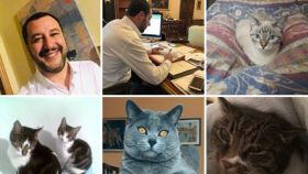'Memecracia' o por qué los políticos comparten fotos de gatitos en sus redes