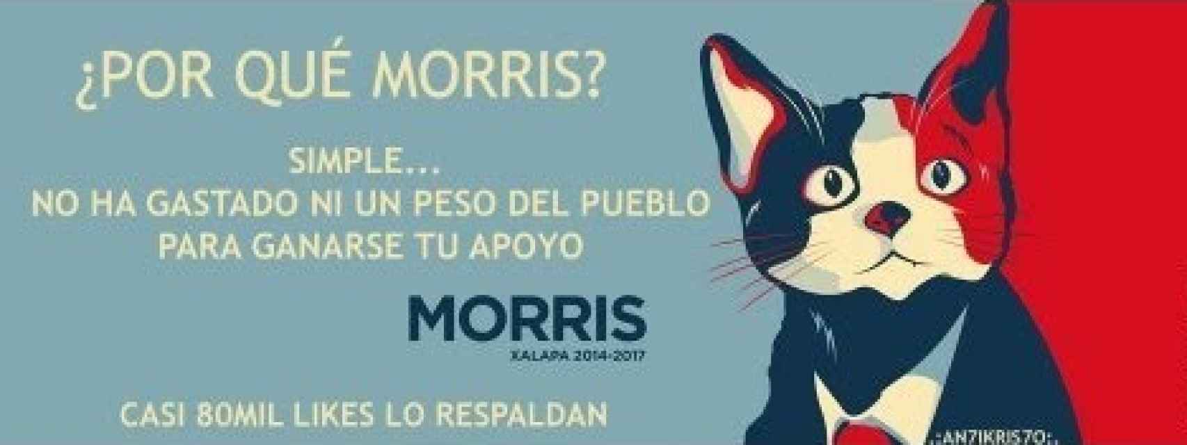 El candi-gato Morris en un cartel electoral.