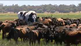 La vaca gigante de Australia / Atlas.