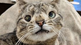 Los gatos con 'síndrome de Down' son lo más adorable que vas a ver