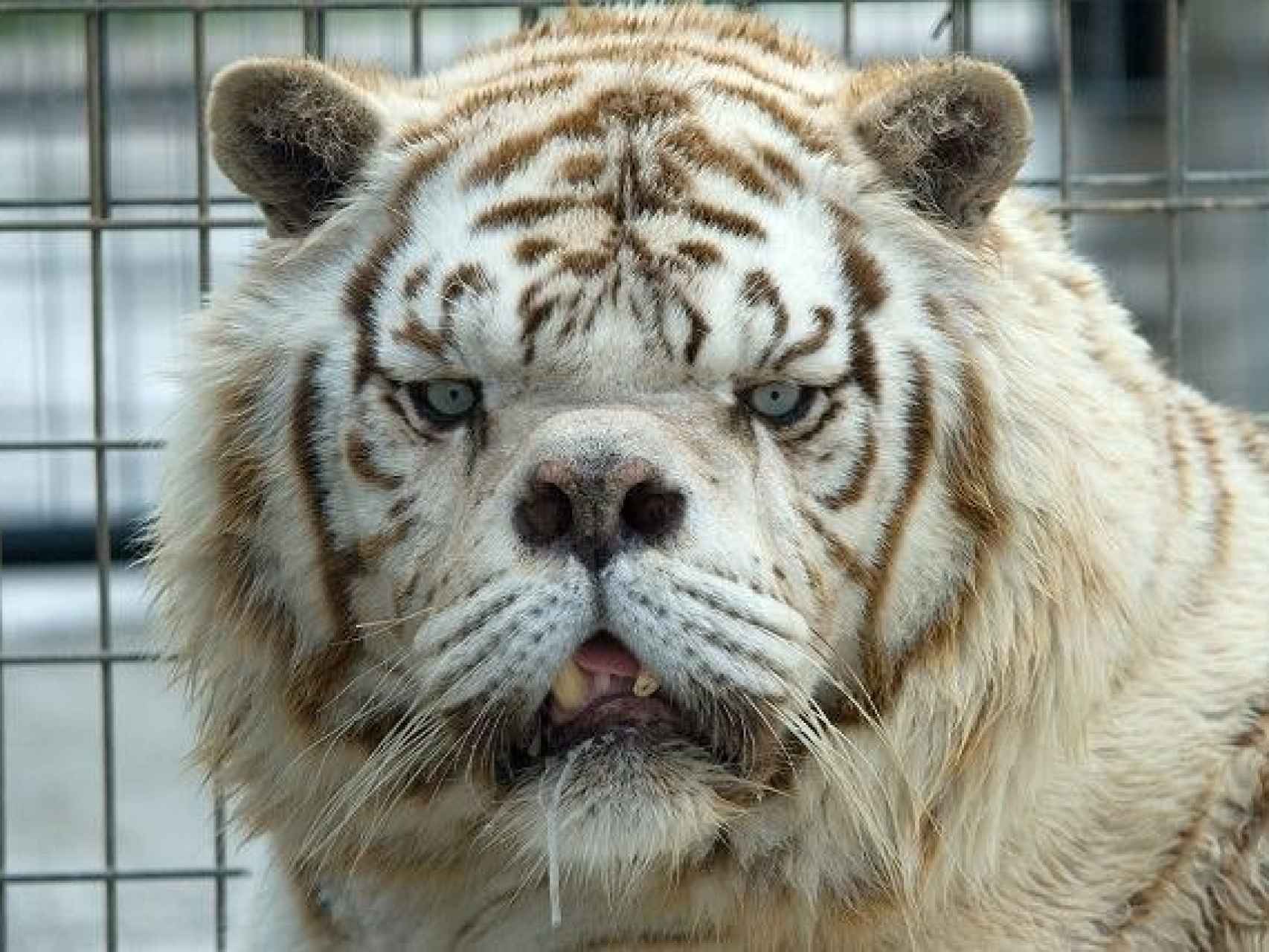 Kenny, el tigre blanco.