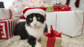 Árboles de Navidad para gatos: ni una celebración sin pensar en tu felino