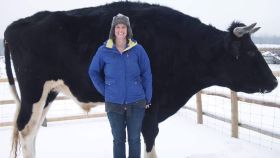 La guerra de la vacas gigantes: la última competición viral