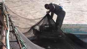 Pescadores furtivos del guadalquivir