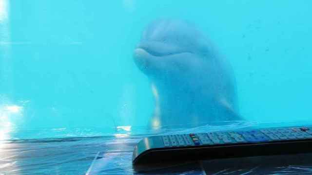 Uno de los delfines viendo las proyecciones en la televisión
