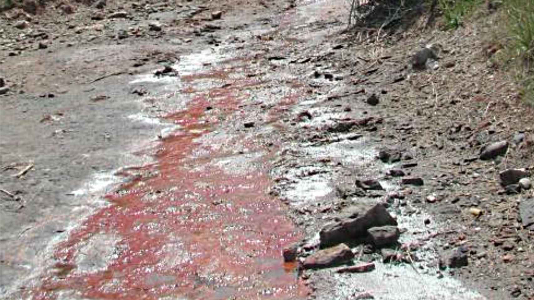 Las placas de sal y la coloración rojiza por salinización de la Malesa, afluente del torrente de Soldevila.